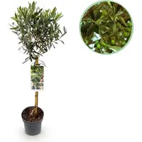 Green Boutiq - Plant op Stam - Olea Europaea - Terras Plant - Bladhoudend - Winterhard - Olijfgroen Blad - Pot 19cm Hoogte 90cm