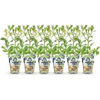 Green Boutiq - Plantes fruitières - Myrtille - Vaccinium corymbossum Bluecrop - Résistante au froid - 6 plants - Pot de 9 cm - Myrtille