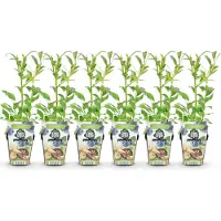 Green Boutiq - Fruitplanten - Blauwe Bes - Vaccinium corymbossum Northland - Winterhard - 6 Planten - Pot 9 cm - Blauwe Bes