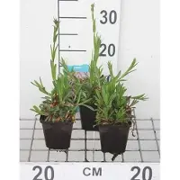 GRDplanten 6 x Lychnis flos-cuculi - Œillet lumineux - pot 9 x 9 cm