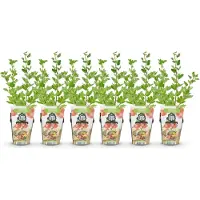 Green Boutiq - Fruitplanten - Kruisbes - Ribes uva-crispa Hinnonmaki Rod - Winterhard - 6 Planten - Pot 9 cm - Rode Bes