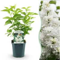 Green Boutiq - Tuinplant - Syringa vulgaris mme Lemoine - Gewone Sering - Winterhard - Wit - 1 Plant - Pot 17cm - Hoogte 45cm