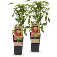 Green Boutiq - Arbre fruitier - Rubus idaeus Ottawa - Framboisier - Résistant au froid - Framboise rouge - 2 plants - Pot de 15 cm - Hauteur 50 cm