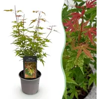 Green Boutiq - Tuinplant - Acer palmatum Phoenix - Roze - 1 Plant - Bladverliezend - Weinig Onderhoud - Pot 12cm Hoogte 35cm