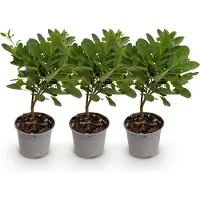 Green Boutiq - Tuinplant - Cotinus coggyria Young Lady - Groen 3 Planten - Bladverliezend - Weinig Onderhoud - Pot 12cm Hoogte 35cm