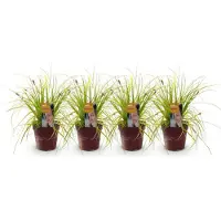 Green Boutiq - Siergrassen - Carex oshimensis Everillo - Geel - 4 Planten - Bladhoudend - Weinig Onderhoud - Pot 17cm Hoogte 50cm