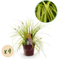 Green Boutiq - Graminées ornementales - Carex oshimensis Everillo - Jaune - 4 plants - À feuillage persistant - Peu d'entretien - Pot de 17 cm - Hauteur 50 cm