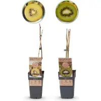 Green Boutiq - Fruitplant - Groene & Gele Kiwi - Actinidia deliciosa Jenny & Golden Kiwi - 2 planten - Pot 15cm Hoogte 50cm