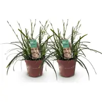 Green Boutiq - Siergrassen - Carex oshimensis Intense Green - Groen - 2 Planten - Bladhoudend - Weinig Onderhoud - Pot 17cm Hoogte 50cm