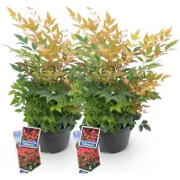 Green Boutiq - Plante de jardin - Nandina Gulfstream - Orange - 2 plants - À feuillage persistant - Peu d'entretien - Pot de 17 cm, hauteur 45 cm