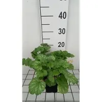 GRDplanten 6 x Heuchera sang. 'White Cloud' - Campanule pourpre - pot 9 x 9 cm