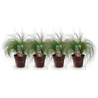 Green Boutiq - Siergrassen - Stipa tenuifolia Pony Tails - Groen - 4 Planten - Bladhoudend - Weinig Onderhoud - Pot 17cm Hoogte 50cm