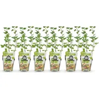 Green Boutiq - Fruitplanten - Kruisbes - Ribes uva-crispa Hinnonmaki Grun - Winterhard - 6 Planten - Pot 9 cm - Groene Bes