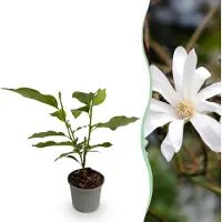 Green Boutiq - Plante de jardin - Magnolia stellata - Fleurs blanches - 1 plante - À feuilles caduques - Peu d'entretien - Pot de 12 cm, hauteur 30 cm
