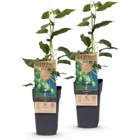 Green Boutiq - Arbre fruitier - Acitinidia arguta Issai - Kiwi - Autofertile - Fruit vert - 2 plants - Pot de 15 cm - Hauteur 50 cm