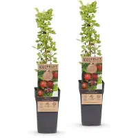 Green Boutiq - Fruitplant - Ribes uva-crispa Hinnonmäki Röd - Kruisbes - Winterhard - Rode Bes - 2 Planten - Pot 15cm - Hoogte 50cm