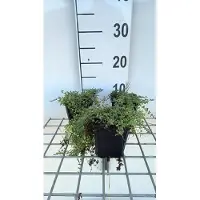 GRDplanten 6 x Thymus praecox 'Pink Chinz' - Thym - pot 9 x 9 cm