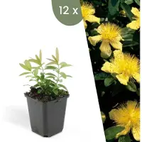 Frank GmbH Plants by Frank | 12 Plantes de millepertuis | Hypericum calycinum | Couvre-sol rustique | Vivaces rustiques | Plantes de jardin