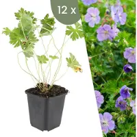 Frank GmbH Plants by Frank | 12 Plantes de géranium | Geranium 'Rozanne' | Couvre-sol rustique | Vivaces rustiques | Plantes de jardin