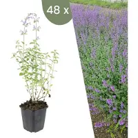 Frank GmbH Plants by Frank | 48 Plantes de népéta | Nepeta 'Walker's Low' | Couvre-sol rustique | Vivaces rustiques | Plantes de jardin
