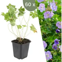 Frank GmbH Plants by Frank | 60 Plantes de géranium | Geranium 'Rozanne' | Couvre-sol rustique | Vivaces rustiques | Plantes de jardin
