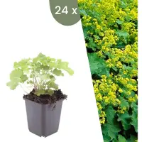 Frank GmbH Plants by Frank | 24 Plantes d’alchémille | Alchemilla mollis | Couvre-sol rustique | Vivaces rustiques | Plantes de jardin