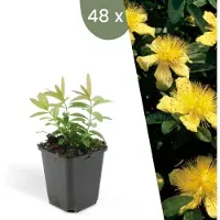 Frank GmbH Plants by Frank | 48 Plantes de millepertuis | Hypericum calycinum | Couvre-sol rustique | Vivaces rustiques | Plantes de jardin