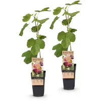 Green Boutiq - Arbre fruitier - Ficus carica Rouge de Bordeaux - Figuier - Résistant au froid - Fruits violets - 2 plants - Pot de 15 cm - Hauteur 50 cm