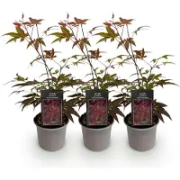 Green Boutiq - Tuinplant - Acer palmatum Atropurpureum - Paars - 3 Planten - Blad verliezend - Weinig Onderhoud - Pot 12cm Hoogte 35cm