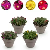 Green Boutiq - Bodembekker - Winterhard - Delosperma - 4 Planten - Kleuren Rood - Geel - Paars - Roze - Weinig Onderhoud - Pot 14 Hoogte 17