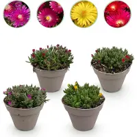 Green Boutiq - Plante tapissante - Résistante au froid - Delosperma - 4 plants - Couleurs : rouge, jaune, violet, rose - Peu d'entretien - Pot de 14 cm, hauteur 17 cm