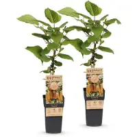 Green Boutiq - Arbre fruitier - Actinidia deliciosa Hayward - Kiwi - Femelle - Fruit vert - 2 plants - Pot de 15 cm - Hauteur 50 cm