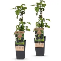 Green Boutiq - Arbre fruitier - Rubus fruticosus Black Satin - Mûrier - Résistant au froid - Mûre noire - 2 plants - Pot de 15 cm - Hauteur 50 cm