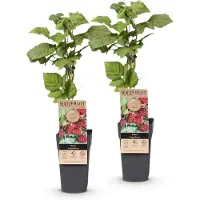 Green Boutiq - Fruitplant - Rubus Thornless Loganberry - Braamboos - Winterhard - Rode Vrucht - 2 Planten - Pot 15cm - Hoogte 50cm