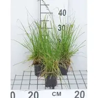 GRDplanten 6 x Deschampsia cesp. 'Tardiflora' - Pied d'alouette tardif - pot 9 x 9 cm