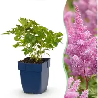 Green Boutiq - Plante vivace - Astilbe chin. Pumila - Spiraea à plumes - Ombre - Violet - 12 plants - Pot de 11 cm - Hauteur 15-25 cm