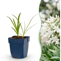 Green Boutiq - Plante vivace - Agapanthus africanus Albus - Lys d'Afrique - Attire les abeilles et les papillons - Blanc - 3 plants - Pot de 11 cm - Hauteur : 15-25 cm
