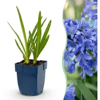 Green Boutiq - Plante vivace - Agapanthus africanus - Lys d'Afrique - Attire les abeilles et les papillons - Bleu - 12 plants - Pot de 11 cm - Hauteur : 15-25 cm