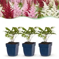 Green Boutiq - Plante vivace - Astilbe Tricolour - Spiraea paniculata - Ombre - Violet - Rose - Blanc - 6 plants - Pot de 11 cm - Hauteur 15-25 cm