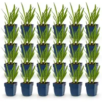 Green Boutiq - Plante vivace - Agapanthus africanus - Lys d'Afrique - Attire les abeilles et les papillons - Bleu - 24 plants - Pot de 11 cm - Hauteur : 15-25 cm
