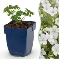 Green Boutiq - Plante vivace - Geranium sang. Album - Geranium - Couvre-sol - Blanc - 24 plants - Pot de 11 cm - Hauteur 15-25 cm