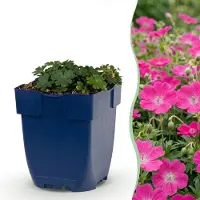 Green Boutiq - Plante vivace - Geranium sang. Max Frei - Géranium - Couvre-sol - Rose - 1 plante - Pot de 11 cm - Hauteur 15-25 cm
