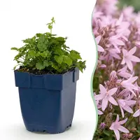 Green Boutiq - Plante vivace - Campanula posch. Variété Lisduggan - Campanule - Couvre-sol - Blanc - 6 plants - Pot de 11 cm - Hauteur 15-25 cm