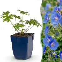 Green Boutiq - Plante vivace - Géranium Johnson's Blue - Geranium - Couvre-sol - Bleu - 6 plants - Pot de 11 cm - Hauteur 15-25 cm