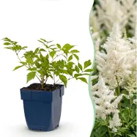 Green Boutiq - Plante vivace - Astilbe (J) Allemagne - Spiraea paniculata - Ombre - Blanc - 12 plants - Pot de 11 cm - Hauteur 15-25 cm