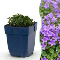 Green Boutiq - Plante vivace - Campanula portenschlagiana - Campanule à feuilles de pêcher - Couvre-sol - Rose - 1 plante - Pot de 11 cm - Hauteur : 15-25 cm