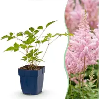 Green Boutiq - Plante vivace - Astilbe (J) Europe - Spiraea paniculata - Ombre - Rose - 3 plants - Pot de 11 cm - Hauteur 15-25 cm