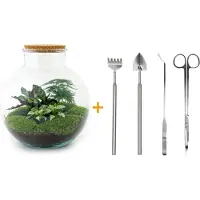 Urbanjngl Terrarium Diy - Bolder Bob - 30 Cm