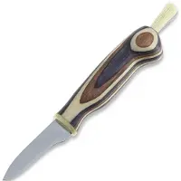 Wood Jewel Fungi couteau, Zebra