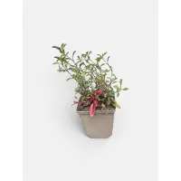 GRDplanten 6 x Saponaria ocymoides - Saponaire - pot 9 x 9 cm